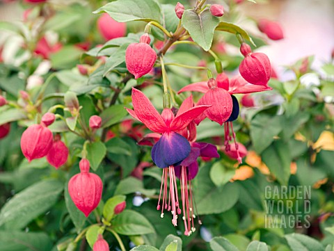 FUCHSIA_WINDCHIME_DARK_EYES