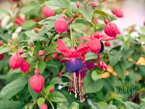 FUCHSIA_WINDCHIME_DARK_EYES