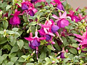 FUCHSIA WINDCHIME PINK AND PURPLE