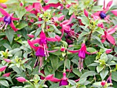 FUCHSIA WINDCHIME ROSE AND PURPLE