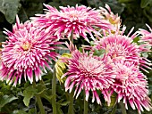 GERBERA GIANT SPINNERS PINK AND WHITE