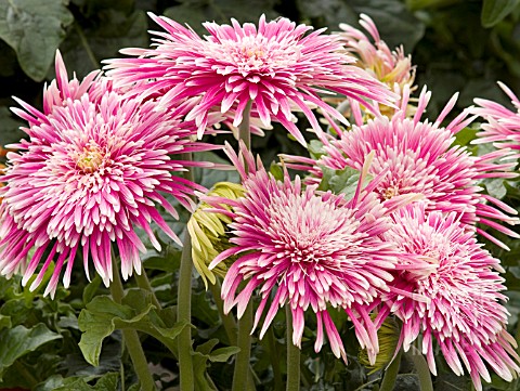 GERBERA_GIANT_SPINNERS_PINK_AND_WHITE