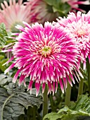 GERBERA GIANT SPINNERS PINK AND WHITE