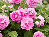 IMPATIENS DOUBLE UP DEEP PINK