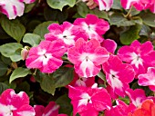 IMPATIENS ENVOY CHERRY STAR