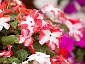 IMPATIENS ENVOY ORANGE STAR