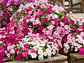 IMPATIENS TEMPO ROUGE MIX