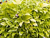 IPOMOEA SWEET CAROLINE LIGHT GREEN