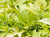 IPOMOEA SWEET CAROLINE LIGHT GREEN