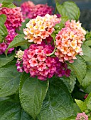 LANTANA MORNING GLOW PASSION