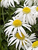 LEUCANTHEMUM SUPERBUM ANGEL DAISY