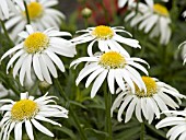 LEUCANTHEMUM SUPERBUM ANGEL DAISY