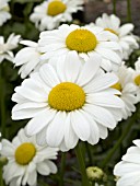 LEUCANTHEMUM SUPERBUM DARLING DAISY