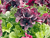 PELARGONIUM REGAL SOLSTICE CHOCOLATE