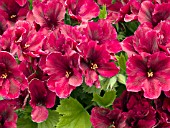 PELARGONIUM REGAL SOLSTICE RED