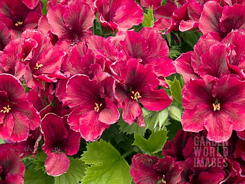 PELARGONIUM_REGAL_SOLSTICE_RED