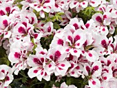 PELARGONIUM REGAL SOLSTICE WHITE WITH ROSE EYE