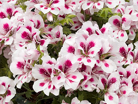 PELARGONIUM_REGAL_SOLSTICE_WHITE_WITH_ROSE_EYE
