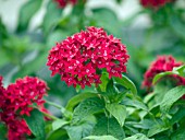 PENTAS LANCEOLATA LAVA RED