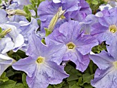 PETUNIA ALADDIN SKY BLUE