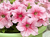 PETUNIA ALADDIN SUMMER ICE