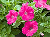 PETUNIA AVALANCHE CHERRY