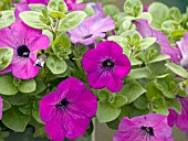 PETUNIA AVALANCHE GRAPE