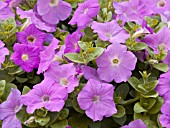 PETUNIA AVALANCHE LAVENDER