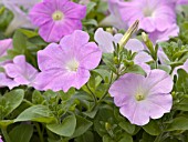 PETUNIA AVALANCHE LILAC