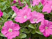 PETUNIA AVALANCHE ROSE