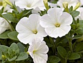 PETUNIA AVALANCHE WHITE