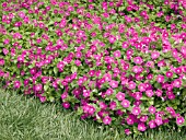 PETUNIA BLANKET ROSE