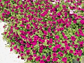 PETUNIA BLANKET ZINFANDEL