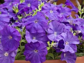 PETUNIA CELEBRITY MID BLUE