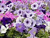 PETUNIA CELEBRITY NIAGARA MIX