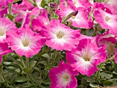 PETUNIA CELEBRITY PINK MORN