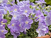 PETUNIA CELEBRITY SKY BLUE