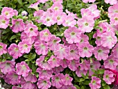 PETUNIA TINY TUNIA PINK