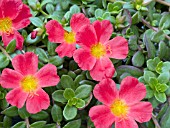 PORTULACA OLERACEA HOT SHOT SCARLET