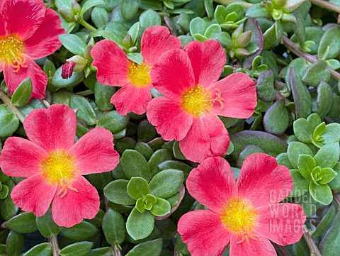 PORTULACA_OLERACEA_HOT_SHOT_SCARLET