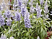 SALVIA FARINACEA CATHEDRAL SKY BLUE