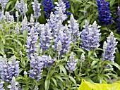 SALVIA FARINACEA CATHEDRAL SKY BLUE