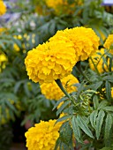 TAGETES ERECTA DOLLAR