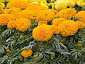 TAGETES ERECTA GALORE ORANGE