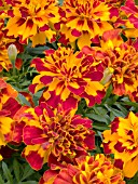 TAGETES PATULA HERO BOLERO