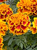 TAGETES PATULA LITTLE HERO FLAME