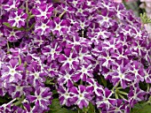 VERBENA SPARKLER PURPLE AND WHITE