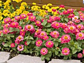 ZINNIA ELEGANS DISTANCE CHERRY