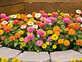 ZINNIA ELEGANS DISTANCE MIX