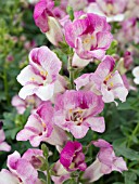 ANTIRRHINUM MAJUS SNAPA PINK